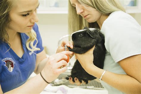 Brewer vet - Phone: (844) 352-9499. Address: 111 Pierce Rd, Brewer, ME 04412. Website: www.brewervetclinic.com. View similar Veterinary Clinics & Hospitals. Get reviews, hours, directions, coupons and more for Brewer Veterinary Clinic. Search for other Veterinary Clinics & Hospitals on The Real Yellow Pages®.
